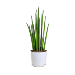Sansevieria ‘Velvet Touch’